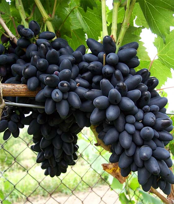 WINOROŚL KODRIANKA W DONICY