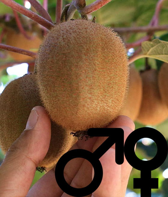 'JENNY' AKTINIDIA SMAKOWITA OBUPŁCIOWA (MINI KIWI)