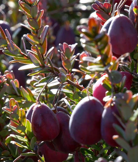 ŻURAWINA WIELKOOWOCOWA EARLY BLACK