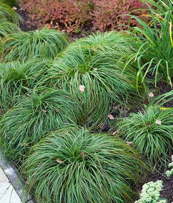 TURZYCA WIOSENNA THE BEATLES