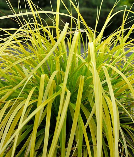 TURZYCA OSZIMSKA EVERILLO