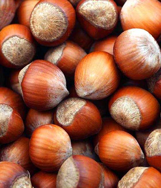 ORZECH LASKOWY TONDA ROMANA