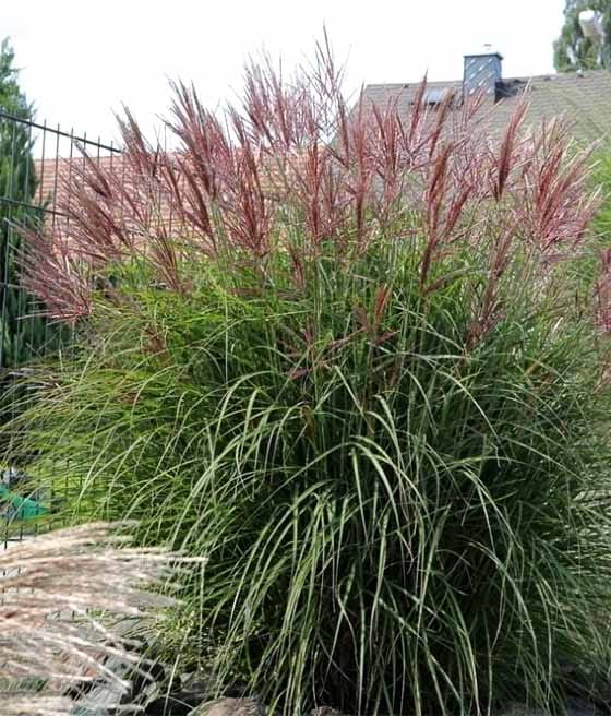 MISKANT CHIŃSKI FERNER OSTEN