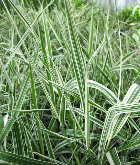 MOZGA TRZCINOWA PICTA