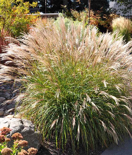 MISKANT CHIŃSKI SLIBERFEDER