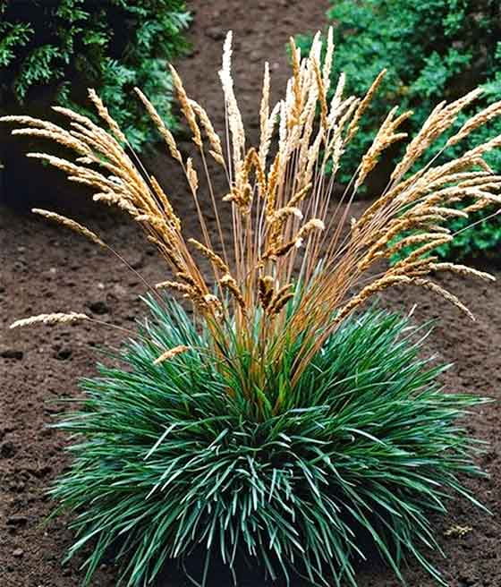 STRZĘPLICA SINA COOLIO