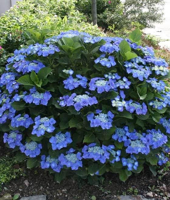 HORTENSJA OGRODOWA BLAUMEISE