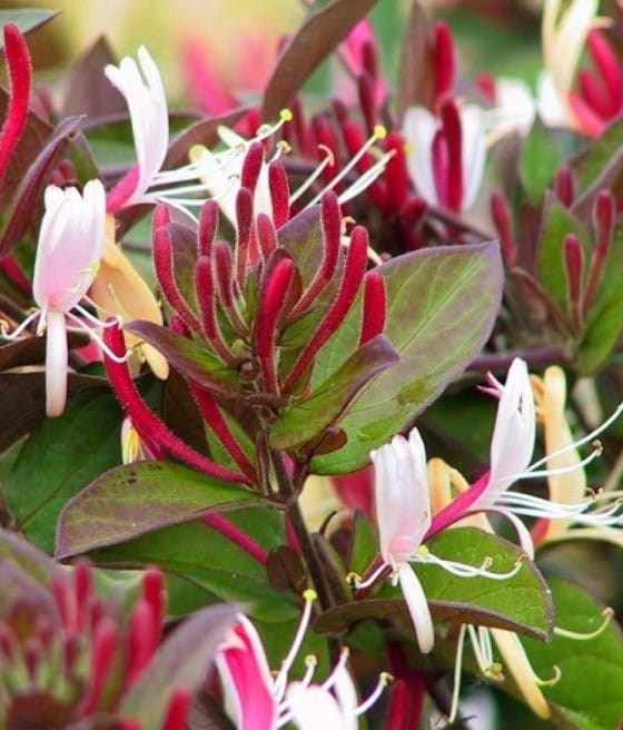 WICIOKRZEW JAPOŃSKI PURPUREA W DONICY