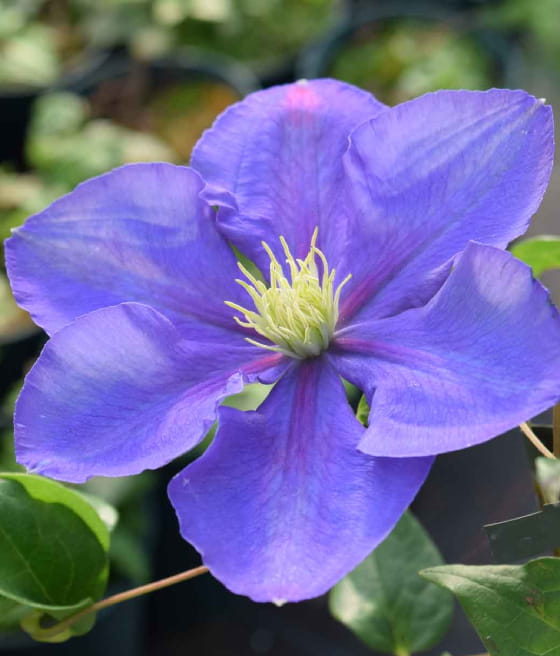 CLEMATIS (POWOJNIK) GENERAŁ SIKORSKI W DONICY