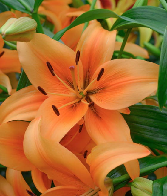 LILIOWIEC SUNSET W DONICY