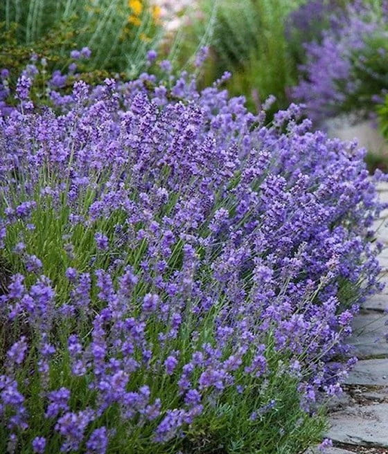 LAWENDA WĄSKOLISTNA HIDCOTE W DONICY