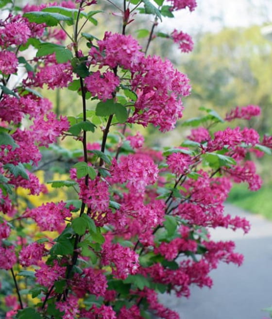 PORZECZKA KRWISTA W DONICY