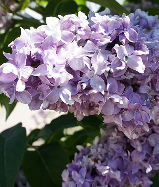 LILAK POSPOLITY (BEZ) NADEZHDA W DONICY