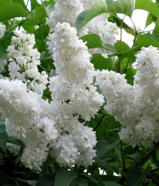 LILAK POSPOLITY (BEZ) MME FLORENT STEPMAN W DONICY