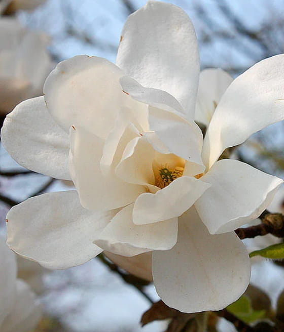 MAGNOLIA LOEBNERA MERRILL W DONICY
