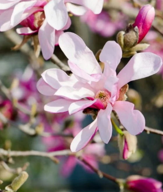 MAGNOLIA LOEBNERA LEONARD MESSEL W DONICY