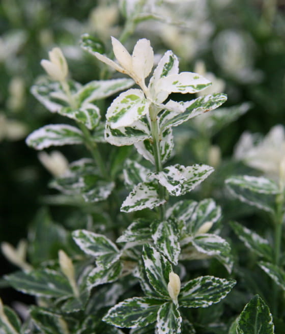 TRZMIELINA FORTUNE'A HARLEQUIN W DONICY