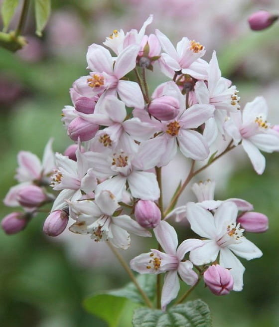 ŻYLISTEK MIESZCZAŃCOWY MONT ROSE W DONICY