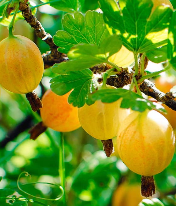 AGREST ŻÓŁTY HINNONMAKI YELLOW W DONICY