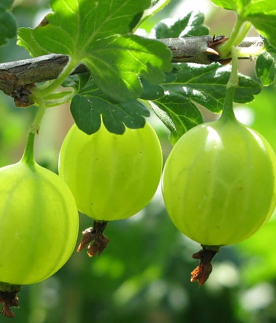 AGREST ZIELONY HINNONMAKI GREEN W DONICY