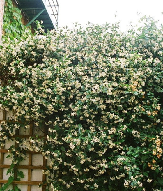 JAŚMINOWIEC KWIECISTY W DONICY