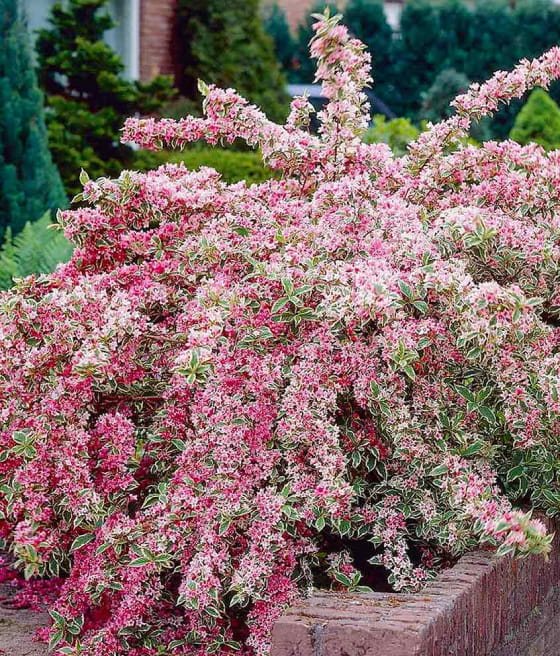 KRZEWUSZKA CUDOWNA NANA VARIEGATA W DONICY