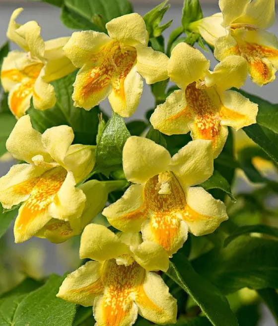 KRZEWUSZKA CUDOWNA MIDDENDORFA W DONICY