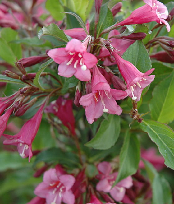 KRZEWUSZKA CUDOWNA MINUET W DONICY