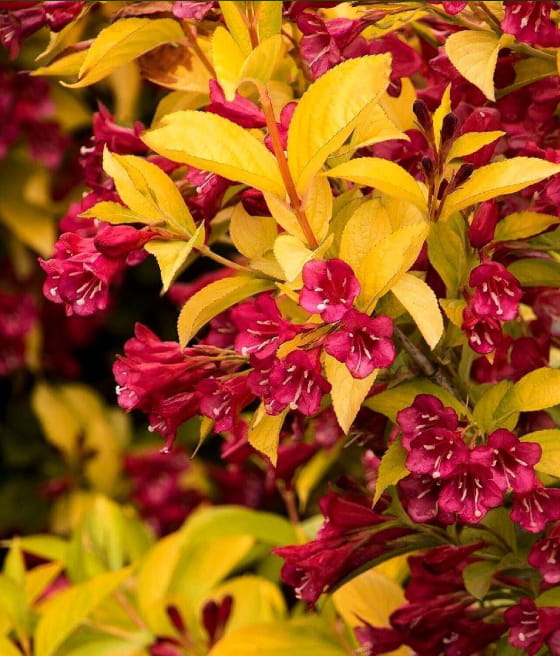 KRZEWUSZKA CUDOWNA AUREA W DONICY