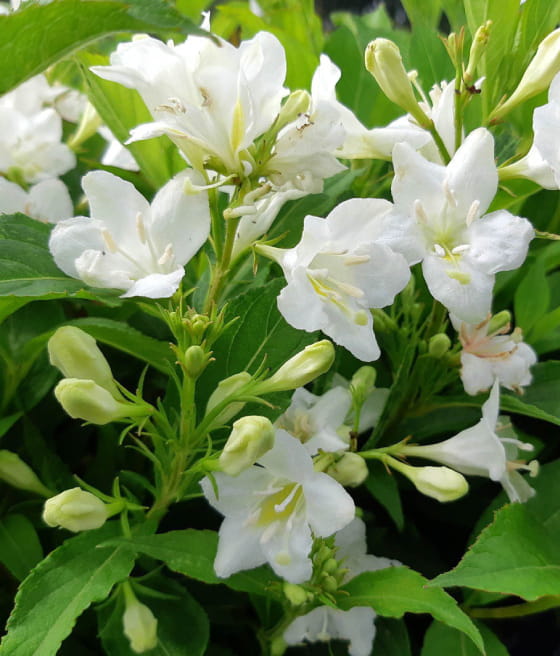 KRZEWUSZKA CUDOWNA CANDIDA W DONICY