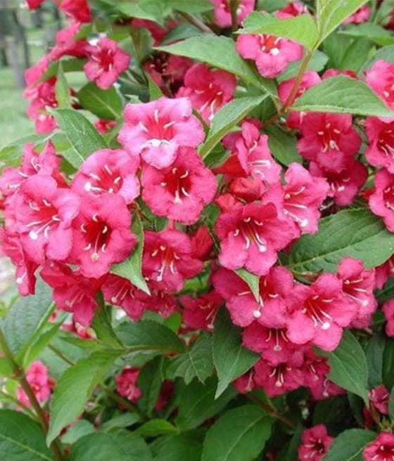 KRZEWUSZKA CUDOWNA BRISTOL RUBY W DONICY