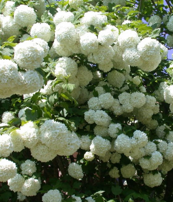 KALINA KORALOWA ROSEUM W DONICY
