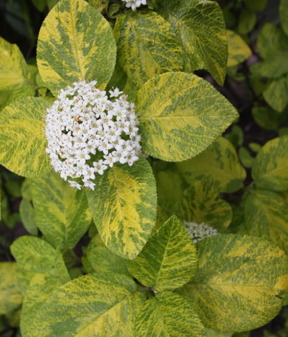 KALINA HORDOWINA AUREOVARIEGATA W DONICY
