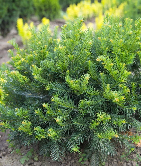 CIS POSPOLITY REPANDENS W DONICY