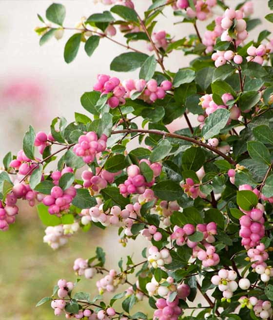 ŚNIEGULICZKA DOORENBOSA MAGIC BERRY