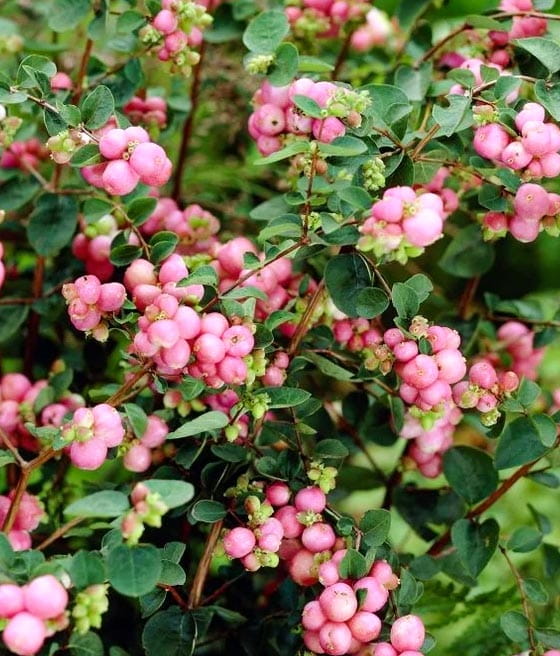 ŚNIEGULICZKA CHENAULTA HANCOCK