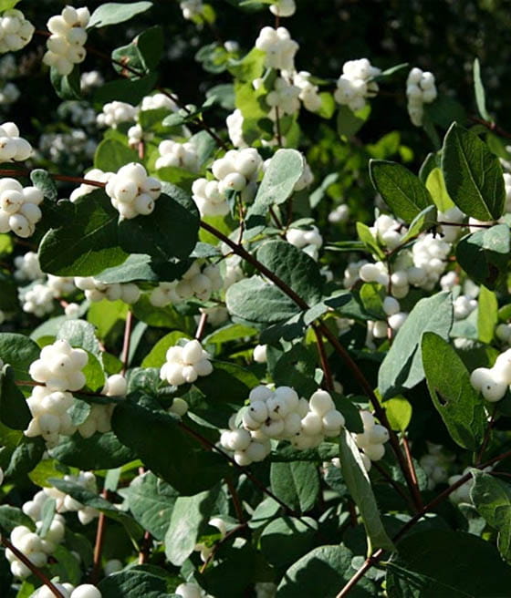 ŚNIEGULICZKA DOORENBOSA WHITE HEDGE