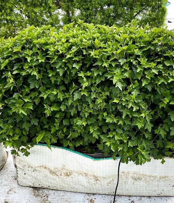 PORZECZKA ALPEJSKA SCHMIDT