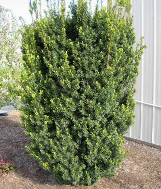 CIS POSPOLITY HILLI W DONICY