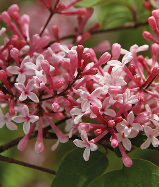 LILAK (BEZ) MINIATUROWY RED PIXIE