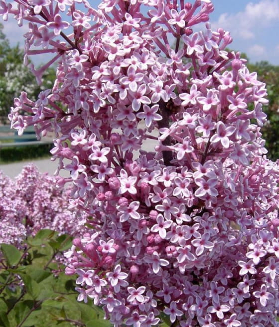 LILAK (BEZ) POSPOLITY JOSÈE