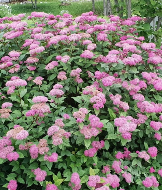 TAWUŁA JAPOŃSKA MANON