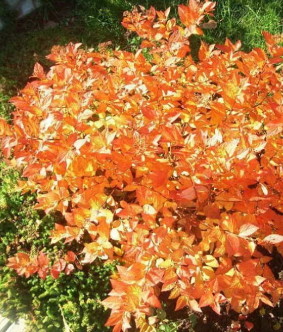 TAWUŁA JAPOŃSKA FIRELIGHT