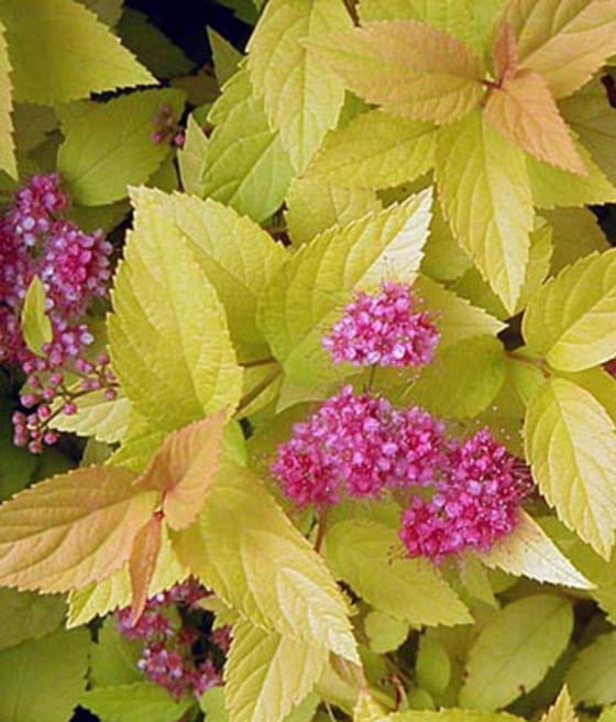 TAWUŁA JAPOŃSKA CANDLELIGHT