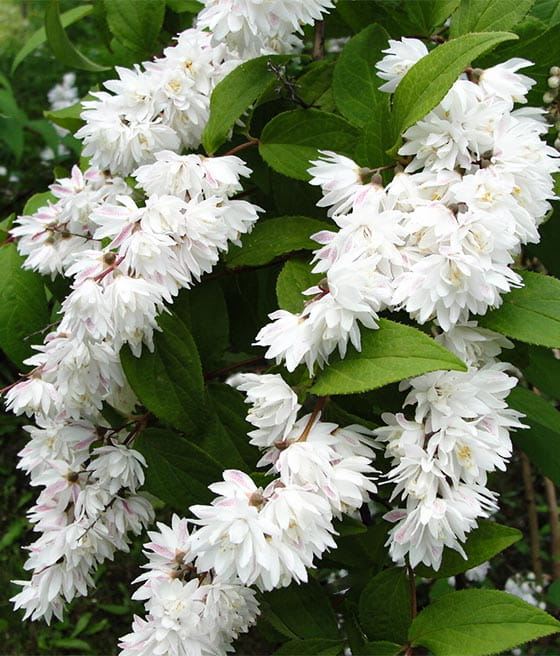 ŻYLISTEK SZORSTKI CANDIDISSIMA