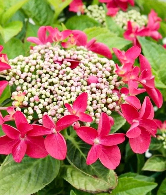 HORTENSJA OGRODOWA ROTKEHLCHEN