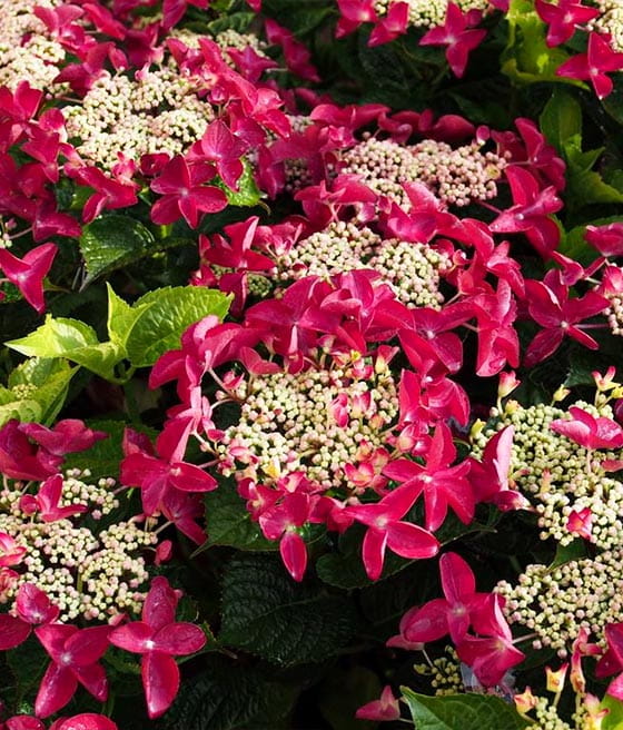 HORTENSJA OGRODOWA ROTSCHWANZ