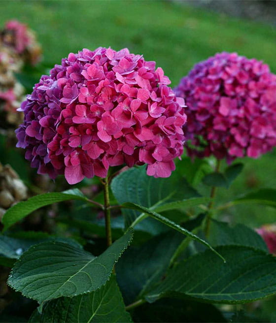 HORTENSJA OGRODOWA SIBILLA