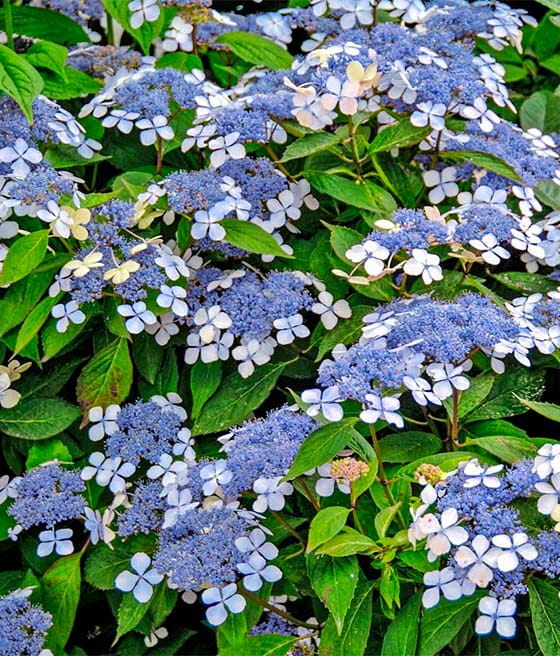 HORTENSJA PIŁKOWANA BLUEBIRD