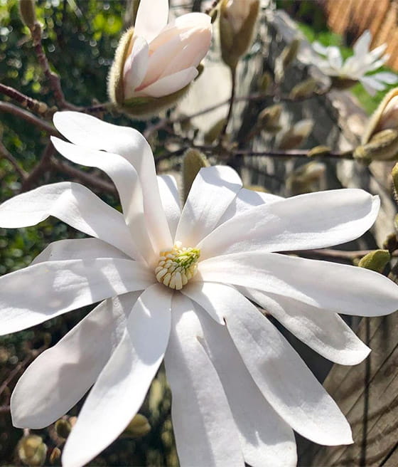 MAGNOLIA GWIAŹDZISTA